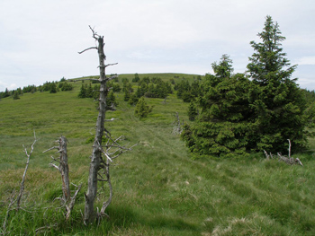 Jesenická hřebenovka